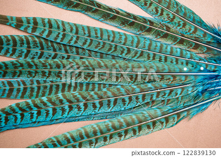 beautiful pheasant feathers close up 122839130