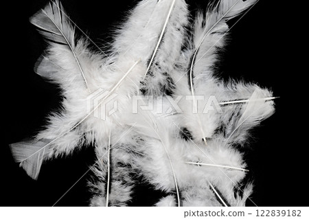 beautiful ostrich feathers close up 122839182