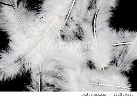 beautiful ostrich feathers close up 122839183
