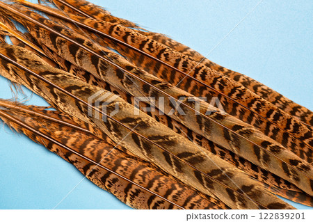 beautiful pheasant feathers close up 122839201