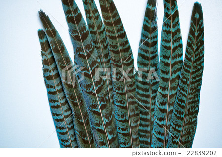beautiful pheasant feathers close up 122839202