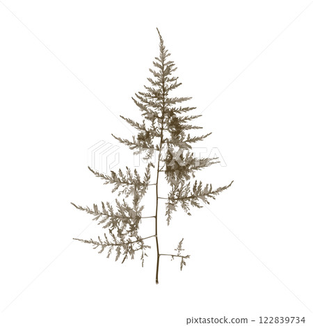 Rough edges dried asparagus brown silhouette 122839734