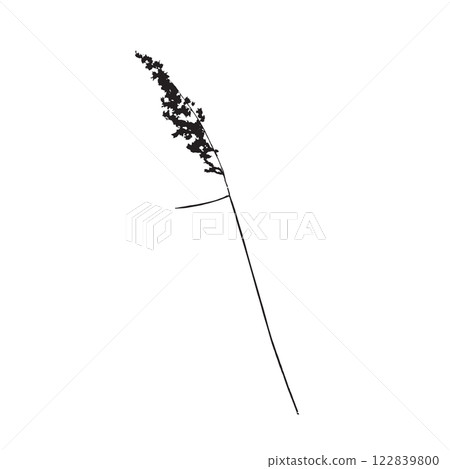 Rough edges dried pampas grass black silhouette 122839800