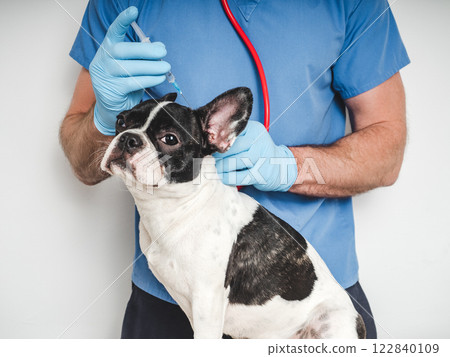 Veterinarian and puppy vaccination. Close-up. Studio photo 122840109