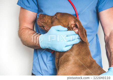 Cute dog and veterinarian. Close-up, white isolated background 122840110