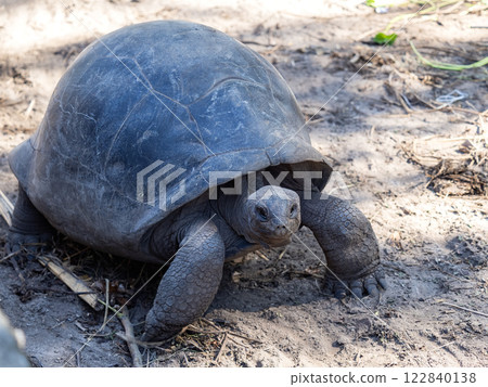 Aldabra giant tortoise. Wonderful islands of Seychelles Aldabra giant tortoise. Wonderful islands of Seychelles 122840138