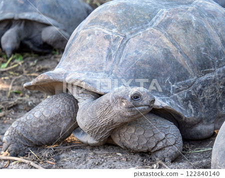 Aldabra giant tortoise. Wonderful islands of Seychelles 122840140