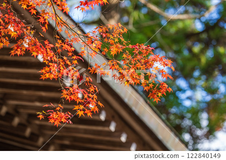 [88th Temple] Autumn leaves at Okuboji Temple [Shikoku 88 Temples] 122840149