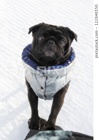 Black pug looking up standing, dog coat, winter Black pug looking up standing, dog coat, winter 122840550