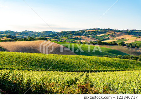 Vineyards and fields, Marche, Italy. Rural landscape 122840717