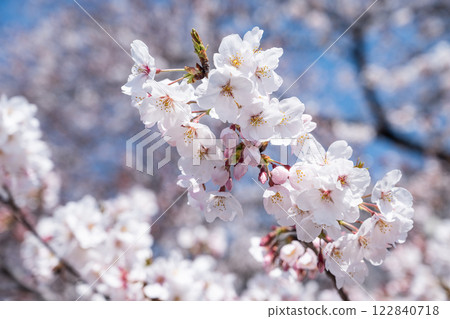 Sakura taking spring sunlight Sakura taking spring sunlight 122840718
