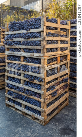Vibrant grape harvest stacked neatly in wooden crates at vineyard in sunny autumn 122841297