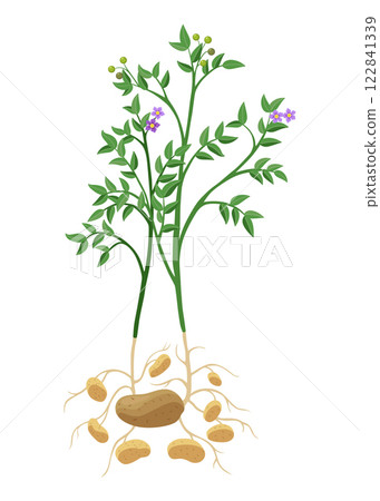 Potatoes plant growing process. Plants isolated on white background. Potato growth stage, planting process, plant life cycle infographic elements in flat design Potatoes plant growing process. Plants isolated on white background. Potato growth stage, planting process, plant life cycle infographic elements in flat design 122841339