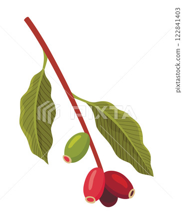 Branch of Coffee Plant with Ripe Edible Fruits Vector illustration Branch of Coffee Plant with Ripe Edible Fruits Vector illustration 122841403