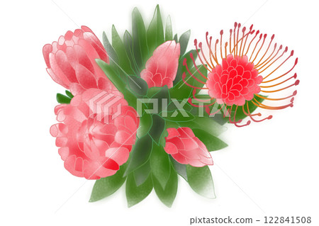 帝王花花卡 122841508