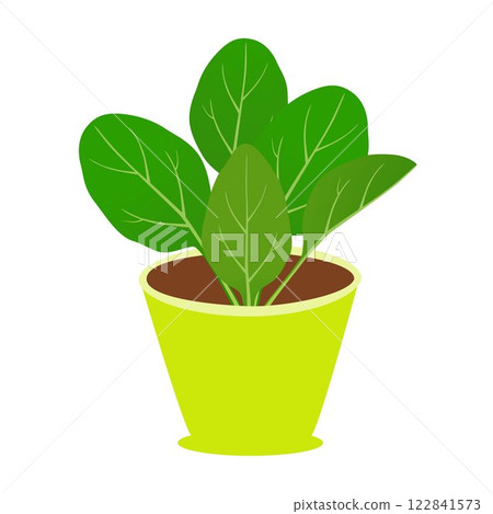 Green spinach leaves in a pot on a white background. 122841573