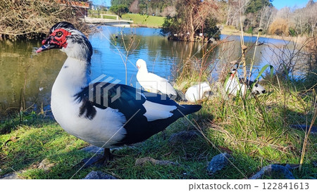 Muscovy ducks are sunbathing on the shore of the lake. Muscovy ducks are sunbathing on the shore of the lake. 122841613