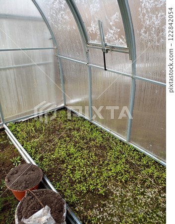 Closed window, beds with grass and buckets with soil inside a greenhouse 122842054