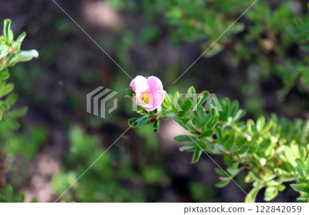 One pink cinquefoil flower on a branch on a bush in partial shade One pink cinquefoil flower on a branch on a bush in partial shade 122842059