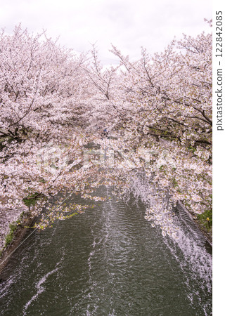 京都伏見的櫻花樹。 122842085