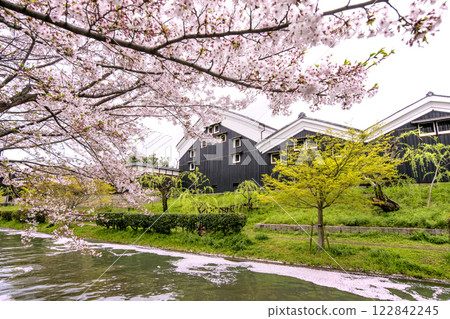 京都伏見 - 賞櫻勝地、成排的櫻花樹和清酒釀酒廠、春天盛開的京都、伏見十石船河風光、京都的賞櫻勝地 京都伏見 - 賞櫻勝地、成排的櫻花樹和清酒釀酒廠、春天盛開的京都、伏見十石船河風光、京都的賞櫻勝地 122842245