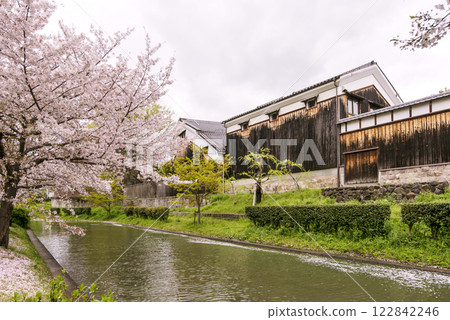 京都伏見 - 賞櫻勝地、成排的櫻花樹和清酒釀酒廠、春天盛開的京都、伏見十石船河風光、京都的賞櫻勝地 京都伏見 - 賞櫻勝地、成排的櫻花樹和清酒釀酒廠、春天盛開的京都、伏見十石船河風光、京都的賞櫻勝地 122842246