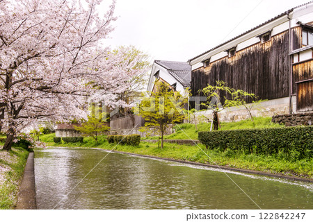 京都伏見 - 賞櫻勝地、成排的櫻花樹和清酒釀酒廠、春天盛開的京都、伏見十石船河風光、京都的賞櫻勝地 京都伏見 - 賞櫻勝地、成排的櫻花樹和清酒釀酒廠、春天盛開的京都、伏見十石船河風光、京都的賞櫻勝地 122842247