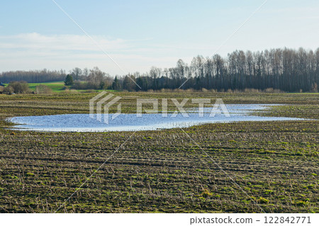Partially flooded green agricultural grainfield in early spring, Latvia, Europe 122842771