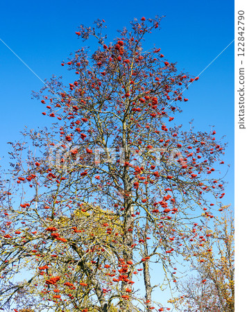 Rowan tree in autumn without leaves with bunches of red ripe berries on a blue sky background Rowan tree in autumn without leaves with bunches of red ripe berries on a blue sky background 122842790