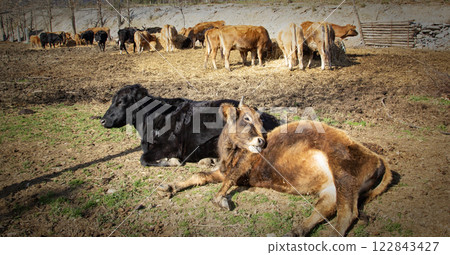 Herd of cows resting on the meadow Herd of cows resting on the meadow 122843427