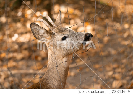A beautiful young deer walks in the autumn forest on a sunny day. portrait 122843669
