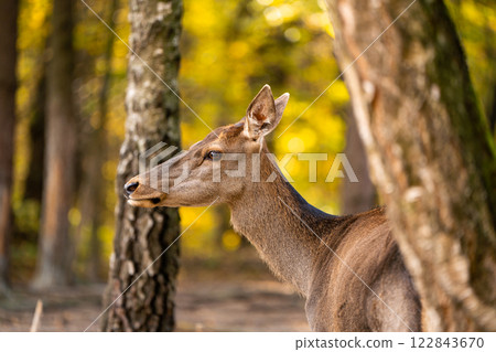 A beautiful young deer walks in the autumn forest on a sunny day. A beautiful young deer walks in the autumn forest on a sunny day. 122843670