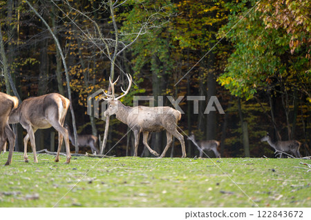 A beautiful young deer walks in the autumn forest on a sunny day. Selective focus 122843672