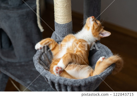 Ginger domestic playful cat lying on cat tower. Pet house bed, tree with scratching posts. Ginger domestic playful cat lying on cat tower. Pet house bed, tree with scratching posts. 122843715