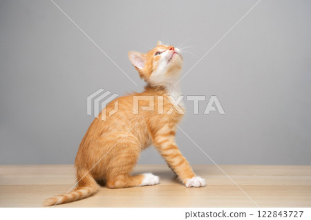 Ginger tabby little kitten on a grey background looks up. Animal portrait. Pet. Sitting posing. Beautiful funny kitten. Copy space. Selective focus Ginger tabby little kitten on a grey background looks up. Animal portrait. Pet. Sitting posing. Beautiful funny kitten. Copy space. Selective focus 122843727