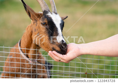 A man feeds a goats in a petting zoo. Be closer to animals and nature. Focus on the goat. Selective focus A man feeds a goats in a petting zoo. Be closer to animals and nature. Focus on the goat. Selective focus 122843728