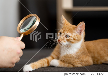 The owner looks at his orange cat through a magnifying glass. Self-examination of your pet for fleas and diseases. Tabby ginger kitten. Diagnostics The owner looks at his orange cat through a magnifying glass. Self-examination of your pet for fleas and diseases. Tabby ginger kitten. Diagnostics 122843729