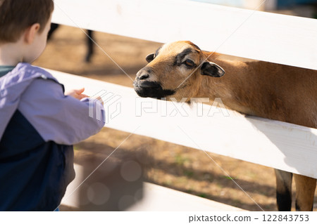 Toddler boy feeds a goats in a petting zoo. Be closer to animals and nature. Focus on the goat. Selective focus 122843753