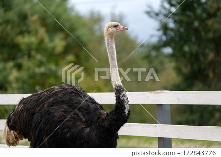Funny ostrich in the zoo, close-up portrait. Nature and animals. 122843776
