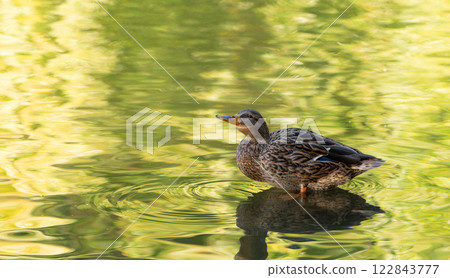 Funny mallard or wild duck Anas platyrhynchos female swimming in the lake. Beautiful waterfowl. Close up 122843777