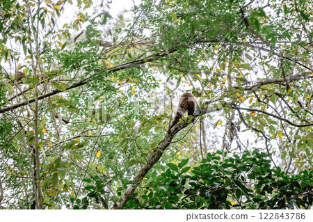 A curious monkey is comfortably sitting on a tree branch high in the woods 122843786