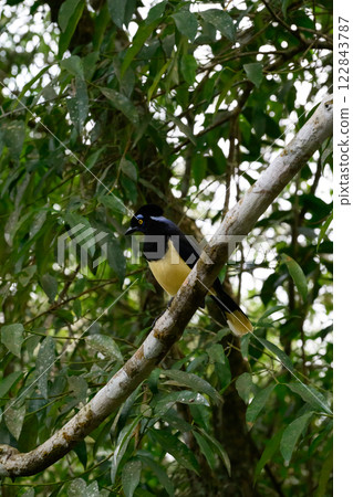 Plush-crested jay in the brasilian forest 122843787