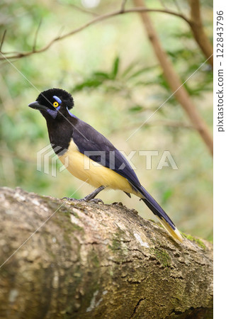 Plush-crested jay in the brasilian forest 122843796