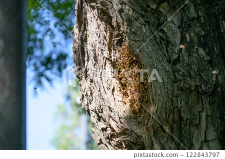 Close up of a sturdy tree trunk against a clear blue sky 122843797