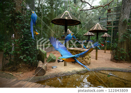 Macaw flying in the natural park Macaw flying in the natural park 122843809