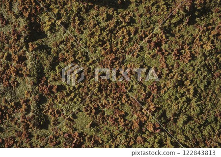 Aerial view shows a vibrant green field with various trees Aerial view shows a vibrant green field with various trees 122843813