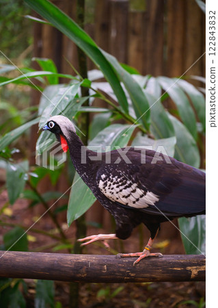 curassow sitting on the trunk 122843832