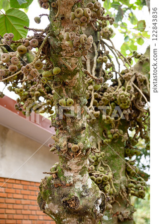 There is a tree that has a lot of ripe fruit growing abundantly on it 122843836