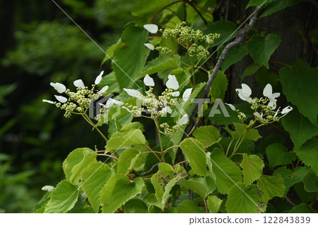 我在信州的櫞池看到了這種美麗的岩百合，它開著白色的裝飾花，爬上樹。 122843839