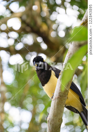 Plush-crested jay in the brasilian forest 122843895